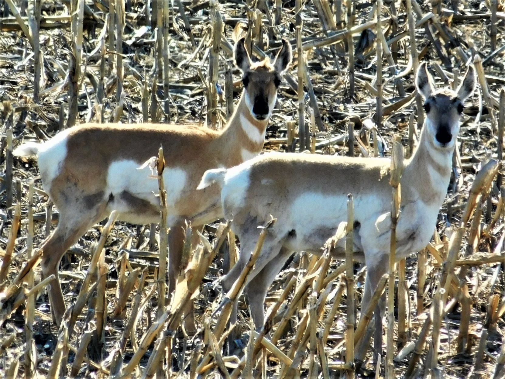 Posing Antelope